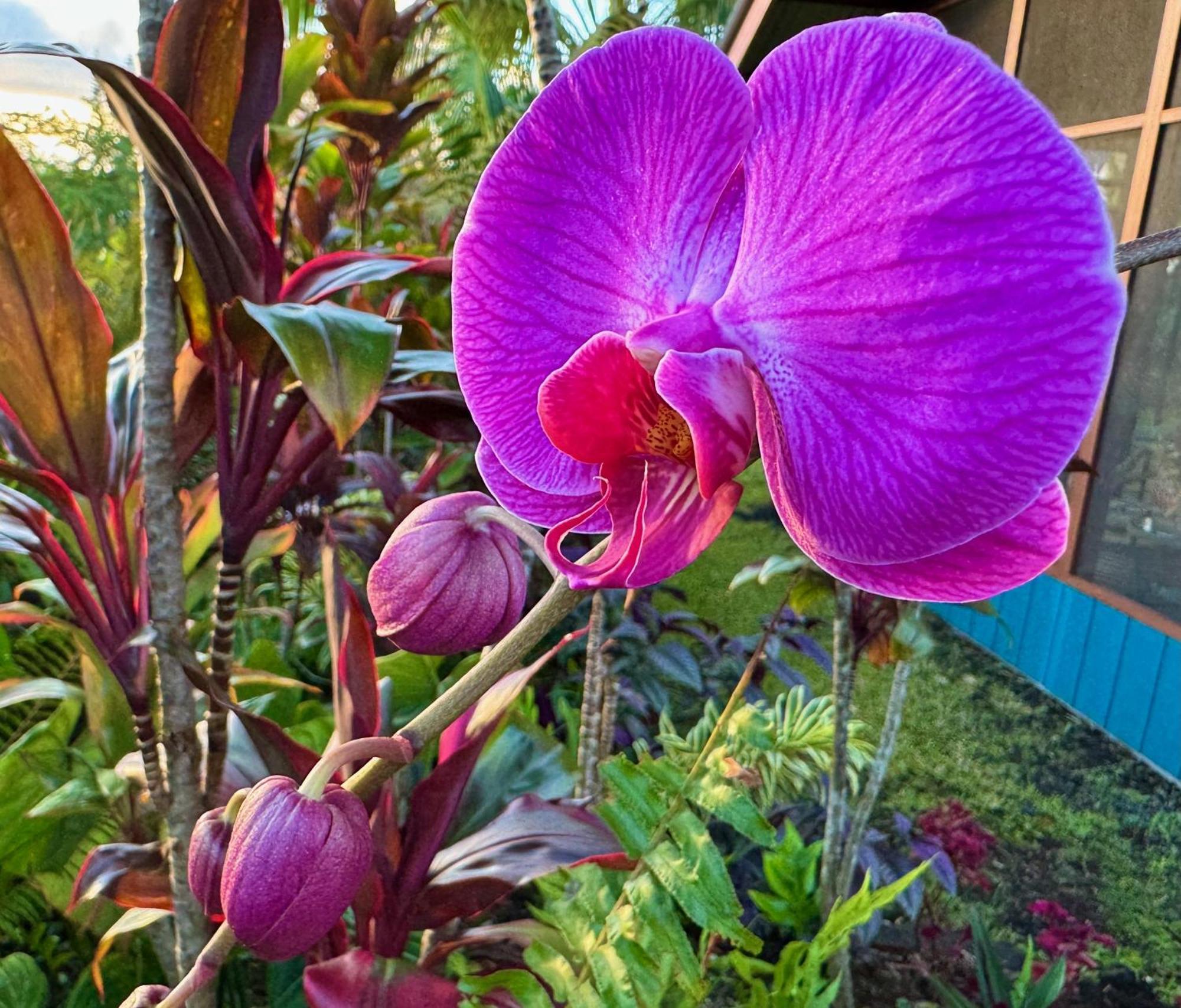 Tropical Zen * Pahoa
