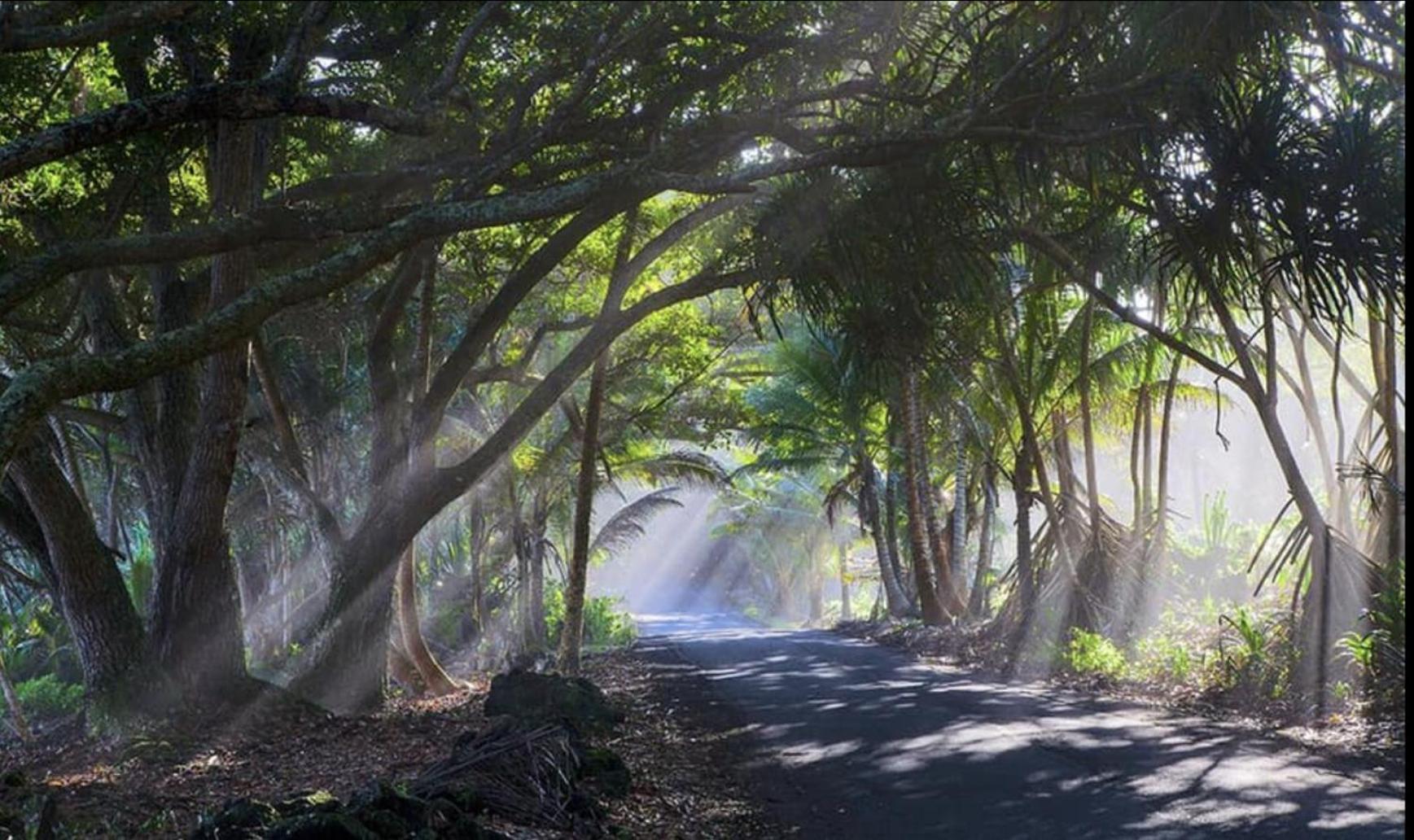 Tropical Zen Pahoa